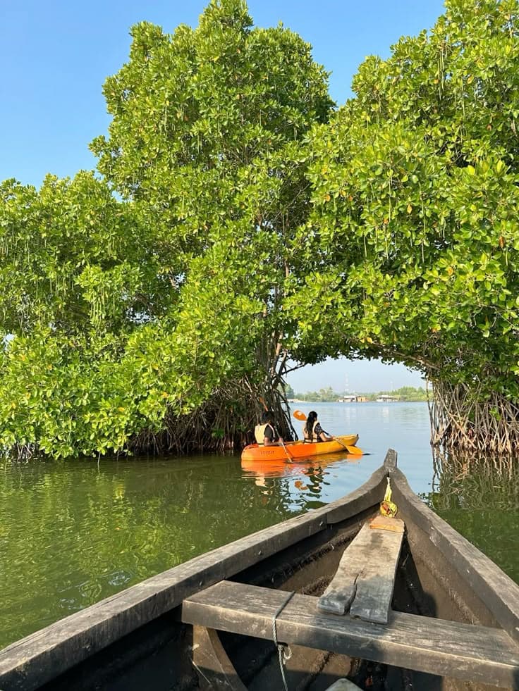 Kayaking through mangrove backwaters